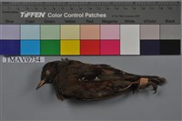 藏品(岩鷚)的圖片